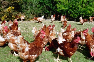 Nos poulets profitent du parcours