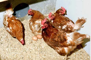 Nids des nos poules, garnis de copeaux de bois