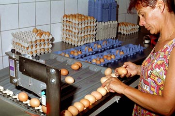 Tris des oeufs avec la calibreuse