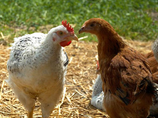 Nos poulets profitent du parcours