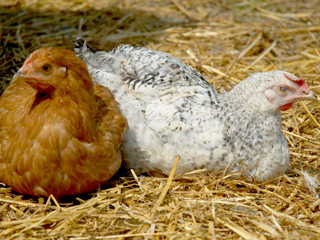 Nids des nos poules, garnis de copeaux de bois