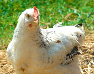 Nos poulets profitent du parcours