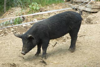 Nids des nos poules, garnis de copeaux de bois